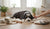 When Can Dogs Switch to Adult Food: A Comprehensive Guide for Pet Parents-141416693999
