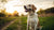When Can Dogs Transition to Adult Dog Food: Understanding the Right Age for Your Pup