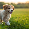 When Can I Feed My Puppy Dog Food? A Comprehensive Guide for Pet Parents