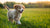 When Can I Feed My Puppy Dog Food? A Comprehensive Guide for Pet Parents