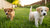 When Can I Feed Puppies Dog Food? A Comprehensive Guide for New Pet Parents