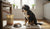 When Can I Give Adult Food to My Dog? A Comprehensive Guide for Pet Owners-141415776495