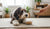 When Can I Give My Dog Adult Dog Food? Understanding the Transition to Adult Nutrition-141415252207