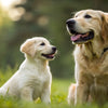 When Can I Give My Puppy Adult Dog Food? A Comprehensive Guide for Pet Parents