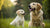 When Can I Give My Puppy Adult Dog Food? A Comprehensive Guide for Pet Parents