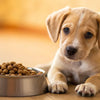 When Can I Give My Puppy Dog Food? A Complete Guide to Transitioning Your Pup