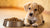 When Can I Give My Puppy Dog Food? A Complete Guide to Transitioning Your Pup