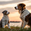 When Can I Give My Puppy Regular Dog Food? A Comprehensive Guide to Transitioning to Adult Nutrition