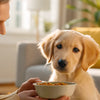 When Can I Start Feeding My Puppy Dog Food: A Comprehensive Guide for New Pet Owners