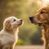 When Can I Start Feeding My Puppy Regular Dog Food: A Comprehensive Guide