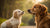 When Can I Start Feeding My Puppy Regular Dog Food: A Comprehensive Guide