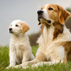 When Can I Start Giving My Puppy Adult Dog Food? Understanding the Right Transition Period