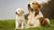 When Can I Start Giving My Puppy Adult Dog Food? Understanding the Right Transition Period