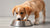 When Can I Start Giving My Puppy Dog Food? A Complete Guide to Feeding Your Growing Pup
