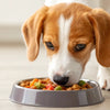 When Can I Stop Giving My Dog Puppy Food? Understanding the Right Time to Transition