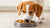 When Can I Stop Giving My Dog Puppy Food? Understanding the Right Time to Transition