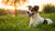 When Can I Switch My Dog Off Puppy Food? A Comprehensive Guide