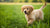 When Can I Switch to Adult Dog Food? A Comprehensive Guide-141221953775