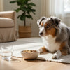 When Can My Dog Eat Adult Dog Food? A Guide to Transitioning from Puppyhood to Adulthood