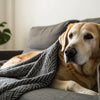 When Can My Dog Eat Hard Food After Tooth Extraction