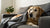 When Can My Dog Eat Hard Food After Tooth Extraction? A Comprehensive Guide for Pet Owners
