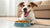 When Can My Dog Eat Kibble After Tooth Extraction? A Comprehensive Guide