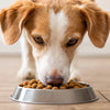 When Can My Dog Have Adult Food? A Comprehensive Guide to Transitioning from Puppy to Adult Dog Food