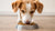 When Can My Dog Have Adult Food? A Comprehensive Guide to Transitioning from Puppy to Adult Dog Food
