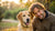 When Can My Dog Start Eating Adult Food? Navigating the Transition with Care-140404850927