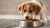 When Can My Puppy Eat Dry Dog Food? A Comprehensive Guide for Pet Owners