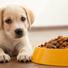 When Can My Puppy Start Eating Dog Food? Understanding the Transition
