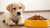 When Can My Puppy Start Eating Dog Food? Understanding the Transition