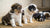 When Can Newborn Puppies Eat Dog Food? Understanding the Weaning Process