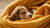 When Can Newborn Puppies Start Eating Dog Food? A Comprehensive Guide to Weaning-140214010095