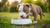 When Can Pitbull Puppies Eat Dog Food? A Comprehensive Feeding Guide