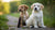 When Can Puppies Eat Canned Dog Food? A Comprehensive Guide for Pet Owners