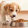 When Can Puppies Eat Dog Food? A Comprehensive Guide for Pet Parents