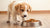 When Can Puppies Eat Dog Food? A Comprehensive Guide for Pet Parents
