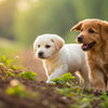When Can Puppies Eat Dog Food: A Timing and Transition Guide
