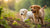 When Can Puppies Eat Dog Food: A Comprehensive Guide for Puppy Parents