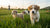 When Can Puppies Eat Dry Dog Food? A Comprehensive Guide for Pet Parents