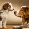 When Can Puppies Eat Normal Dog Food? Understanding the Transition for Your Growing Pup