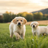When Can Puppies Eat Regular Dog Food? A Comprehensive Guide