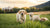 When Can Puppies Eat Regular Dog Food? A Comprehensive Guide