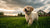 When Can Puppies Eat Soft Dog Food? A Complete Guide for New Puppy Parents
