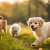 When Can Puppies Eat Wet Dog Food? A Comprehensive Guide