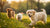 When Can Puppies Eat Wet Dog Food? A Comprehensive Guide