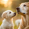 When Can Puppies Have Adult Dog Food? A Comprehensive Guide for Pet Parents