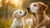 When Can Puppies Have Adult Dog Food? A Comprehensive Guide for Pet Parents