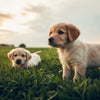 When Can Puppies Have Dog Food? Your Complete Guide to Feeding Transitions